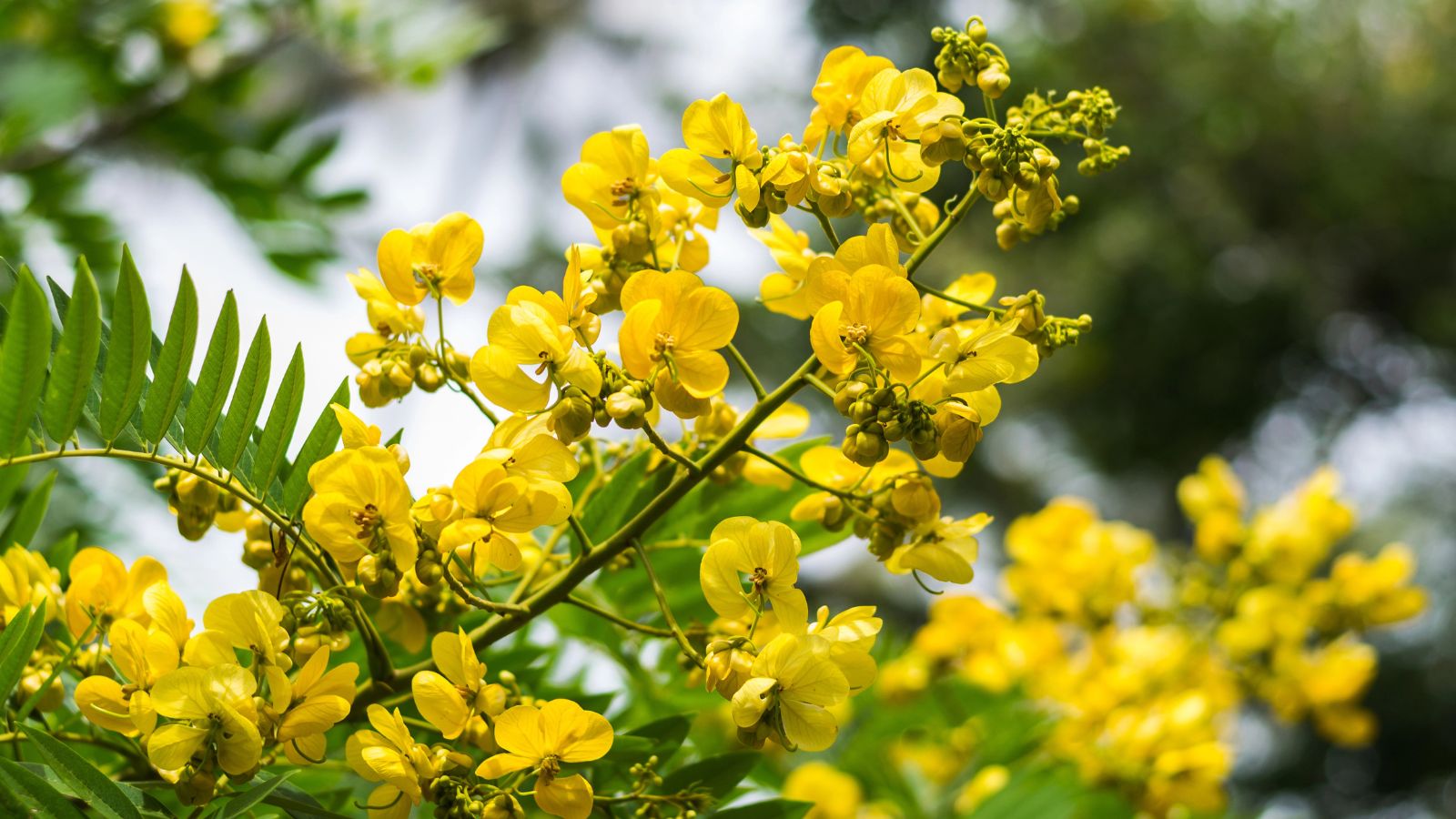 cassia-blooms