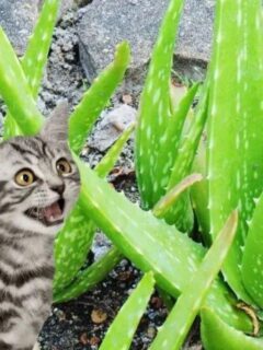 aloe plant and cat