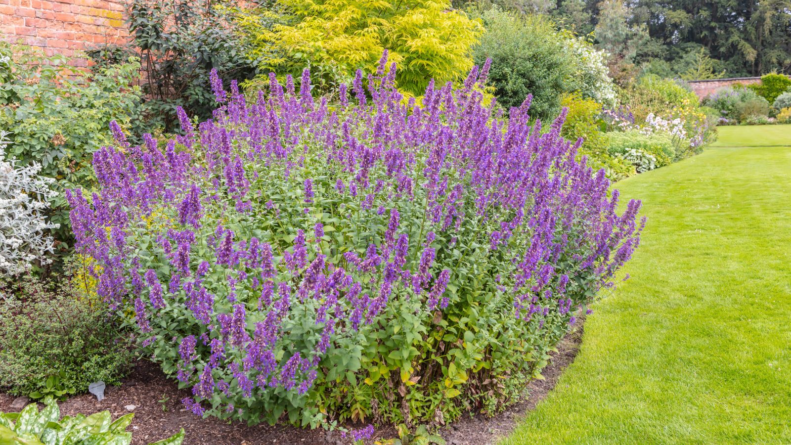 catmint bush.