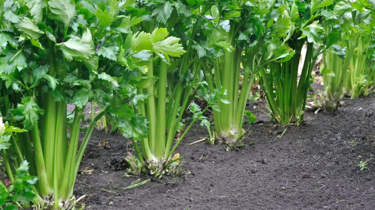 celery plants growing in the garden. 