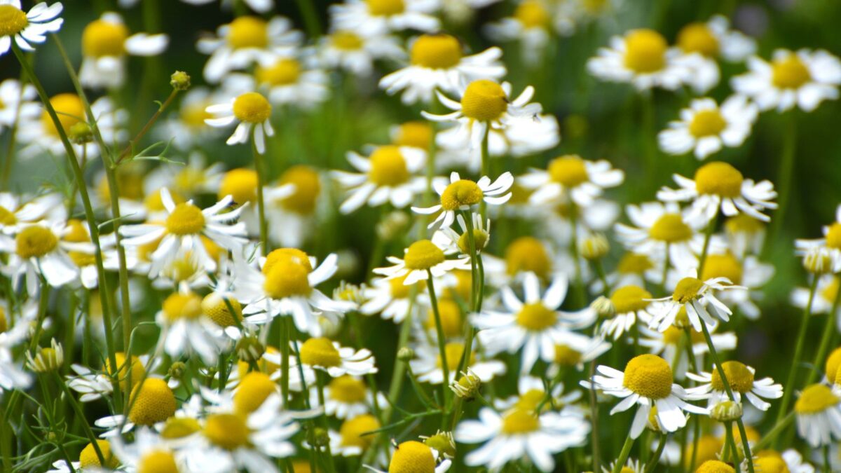 a field of chamomile flowers.