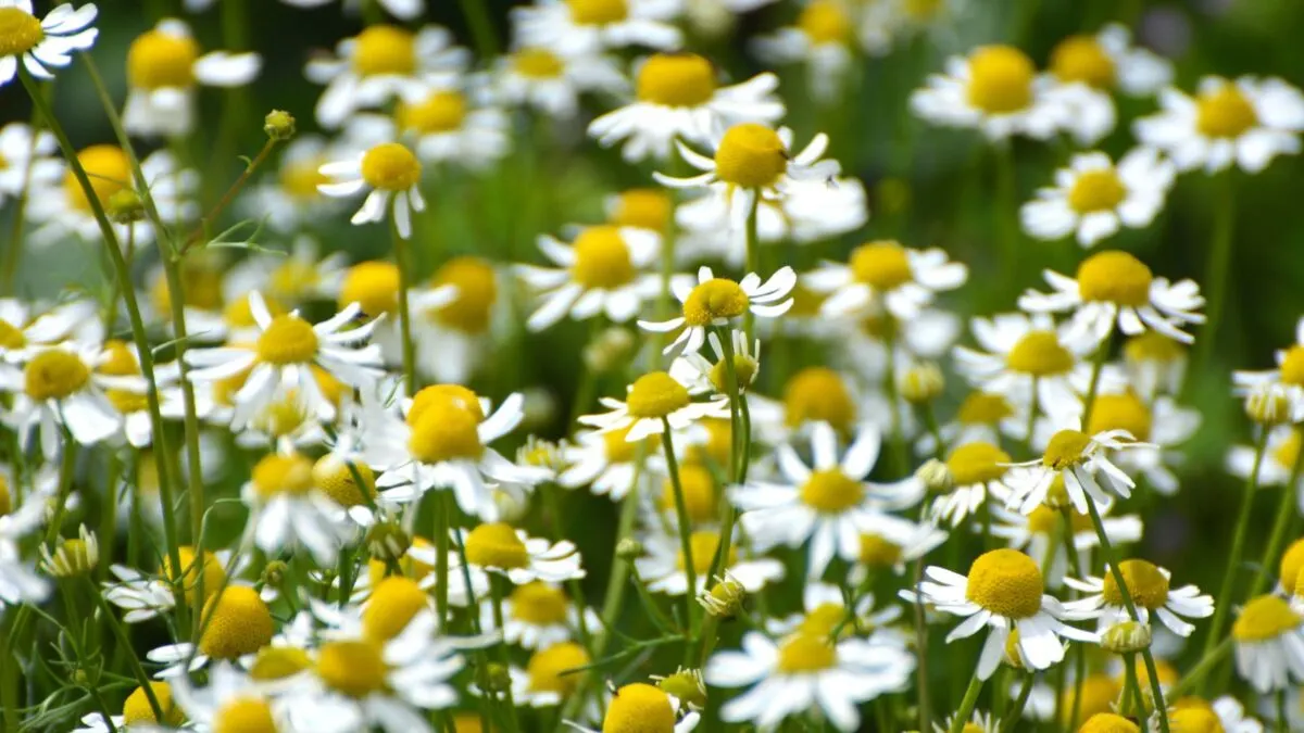 a field of chamomile flowers.