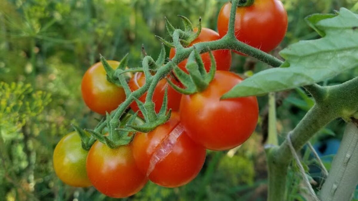 cherry tomato plant with cherries ready to harvest. 