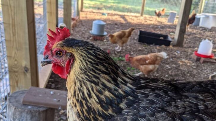 How To Predator Proof The Chicken Coop And Run