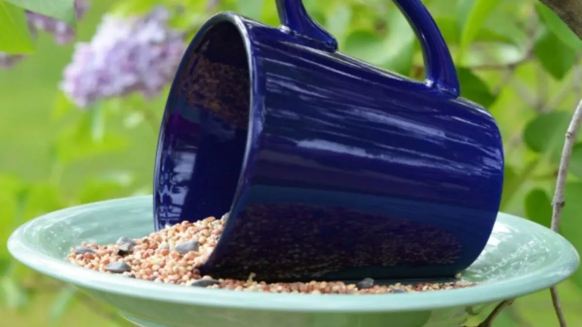 a birdfeeder made from a plate and a coffee mug, and filled with grain and seeds.