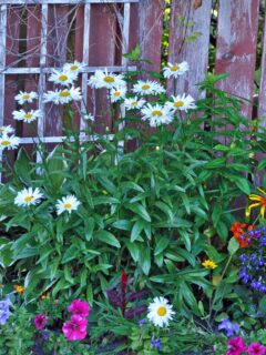 colorful late summer flower garden with white daisies in the center.