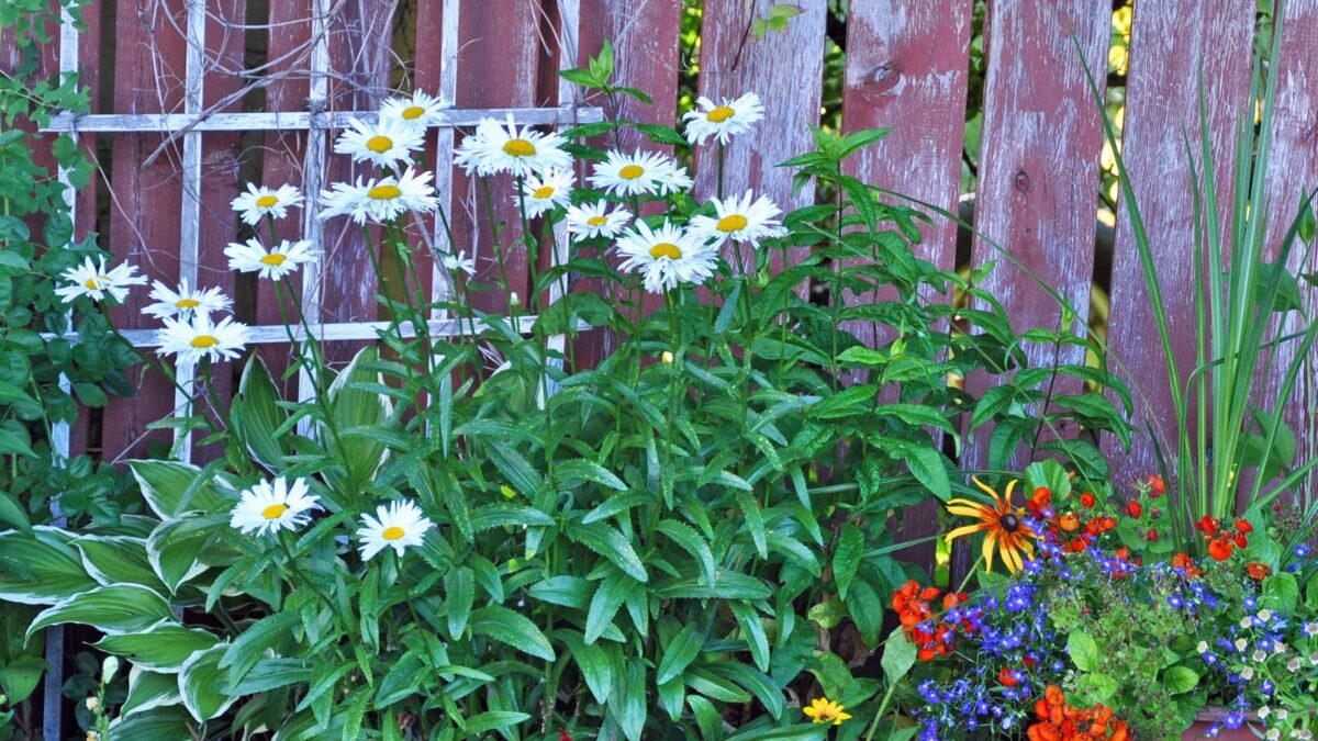 colorful late summer flower garden with white daisies in the center.