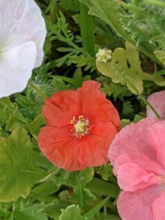red, white and pink poppies.