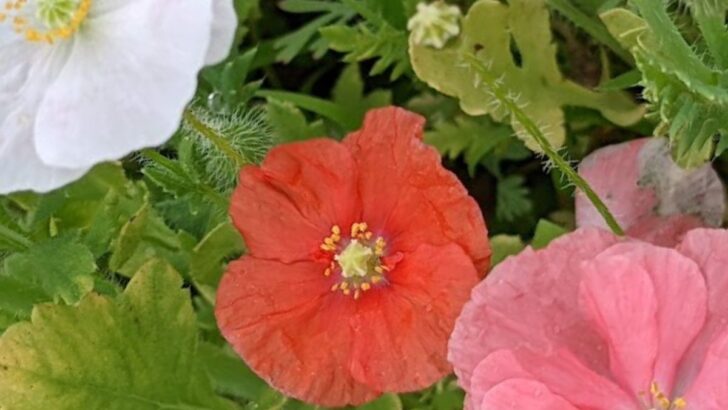 10 Beautiful Deer-Resistant Annual Flowers