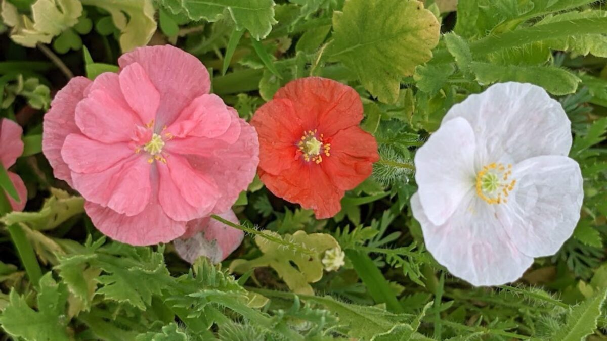 red, white and pink poppies. 