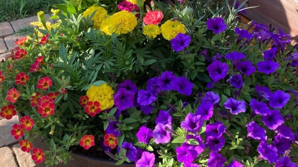 colorful petunias and marigolds in a pot outdoors.