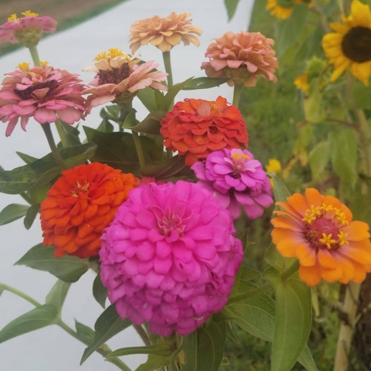 colorful zinnias by my driveway
