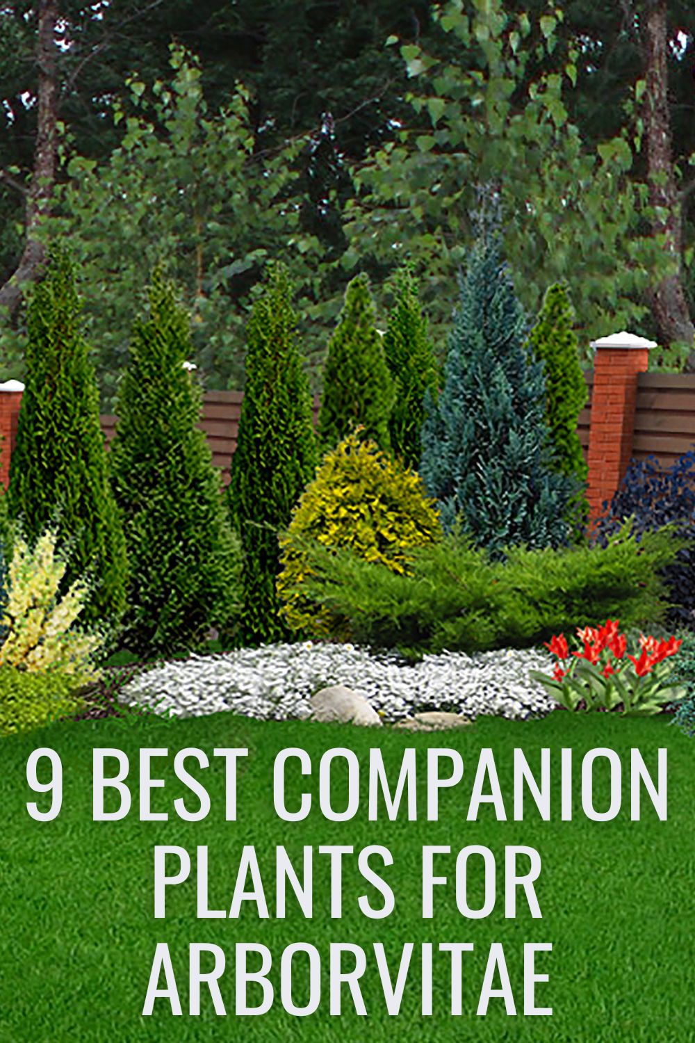 9 best companion plants for arborvitae.