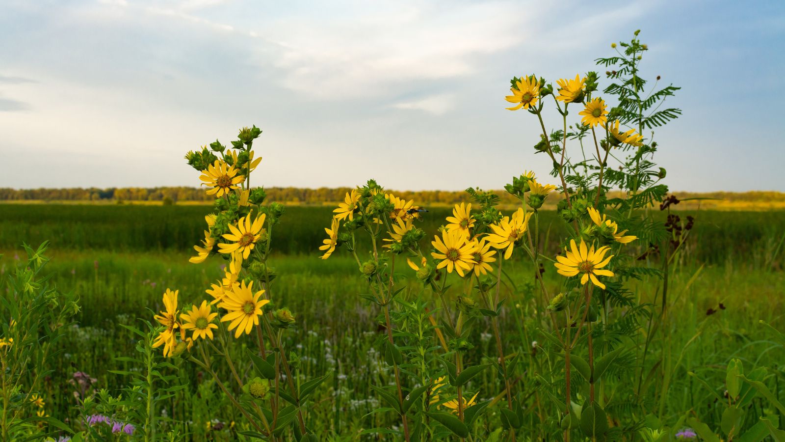 compass plant flowers.
