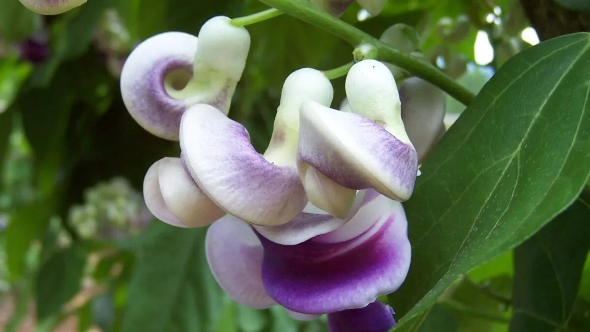 corkscrew vine flowers.