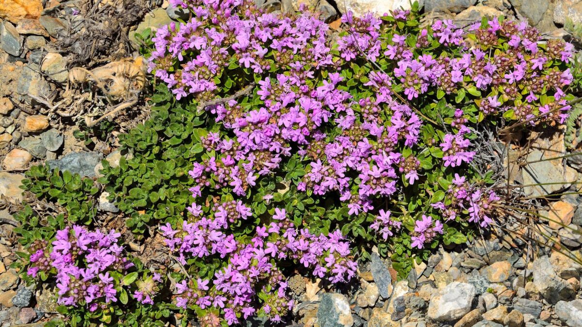 flowering creeping thyme. 