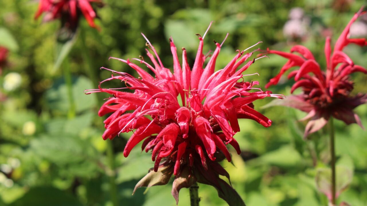 crimson beebalm.