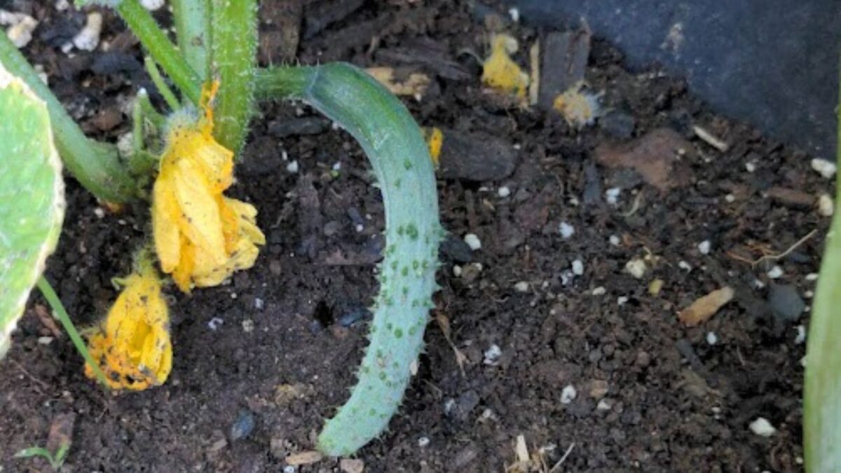 cucumber growing in my garden.