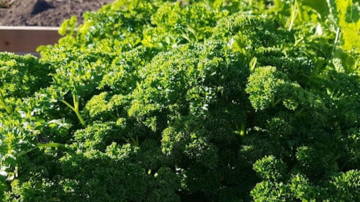 curly parsley