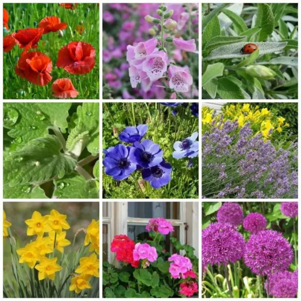 a collage of deer resistant perennial plants. 