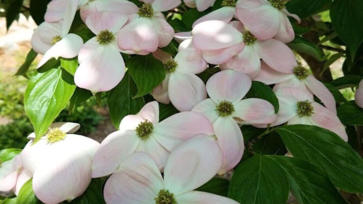 white dogwood flowers with a hint of pink.