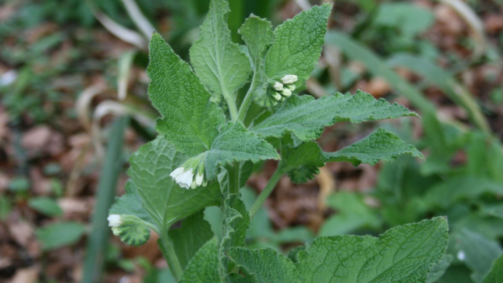 dwarf comfrey.
