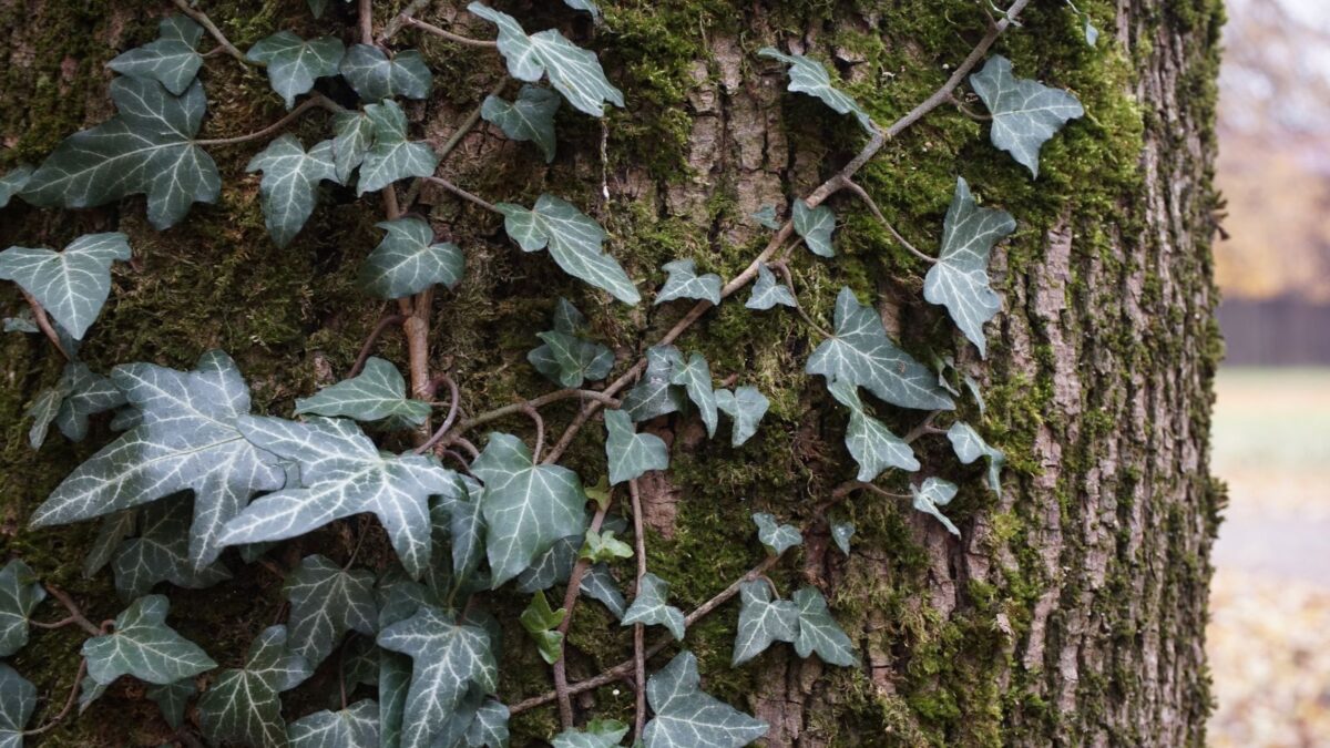 English ivy wrapped around a tree. 