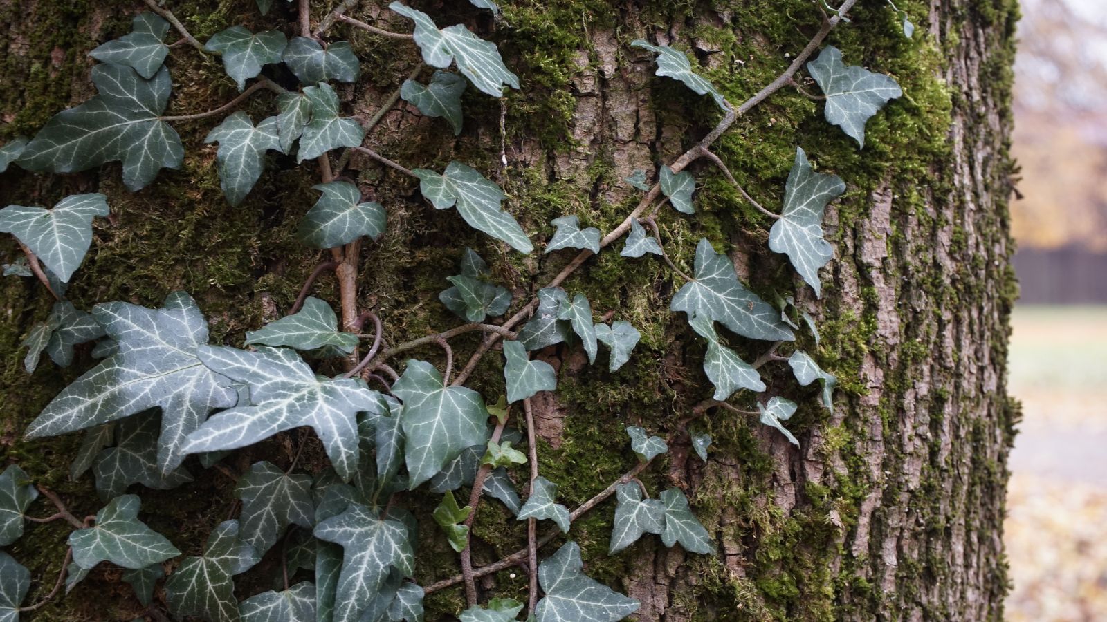 English ivy growing on a tree.