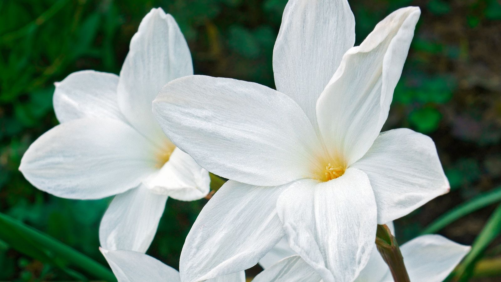 evening rain lilies.