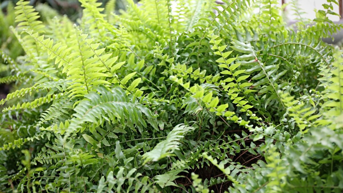 closeup view of ferns.