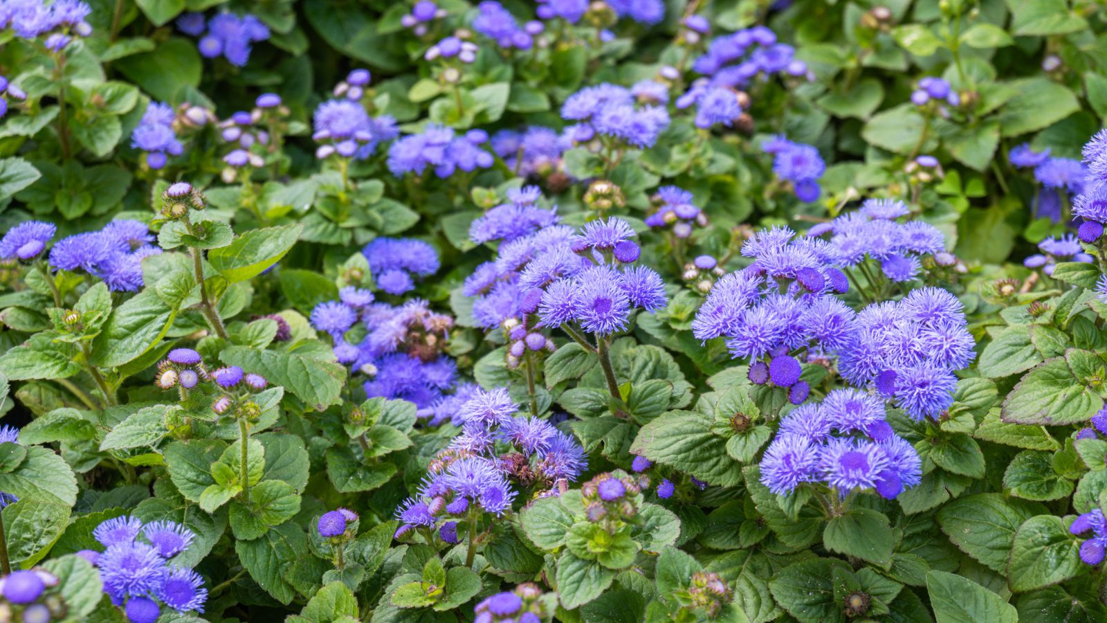 purple floss flowers.