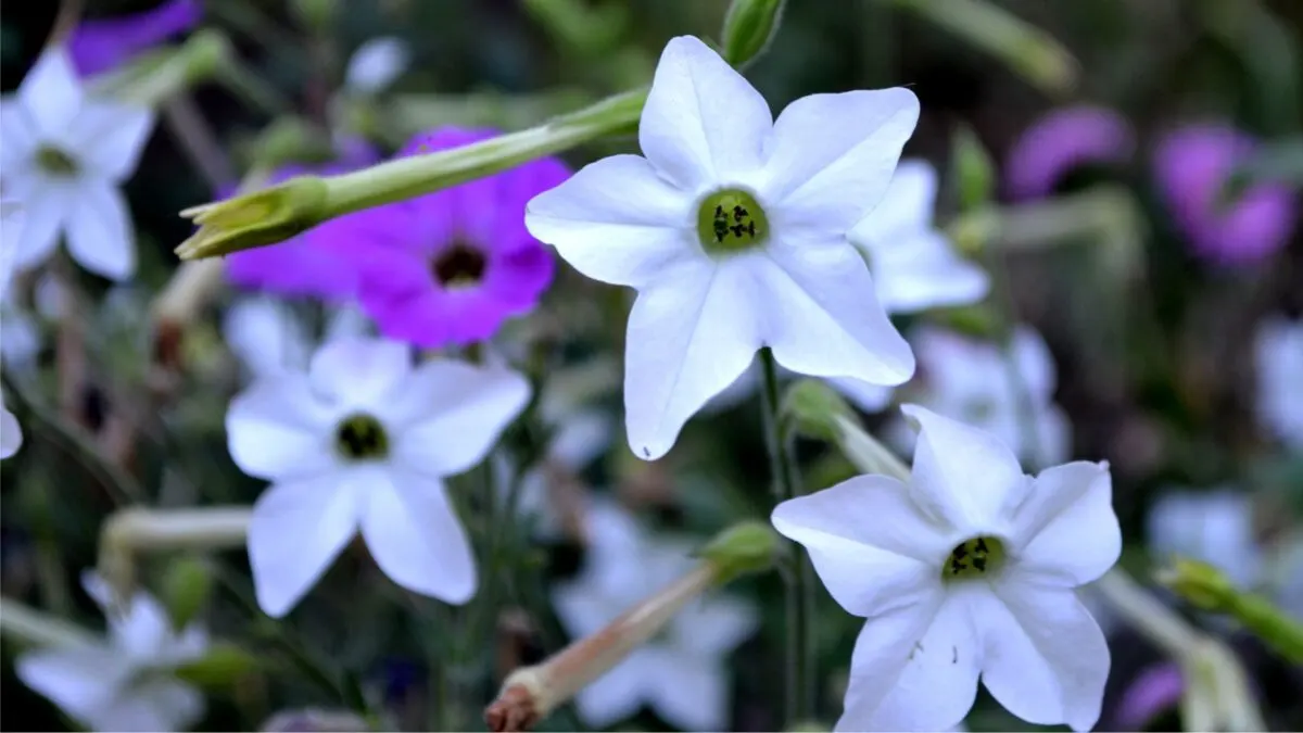 Flowering tobacco.