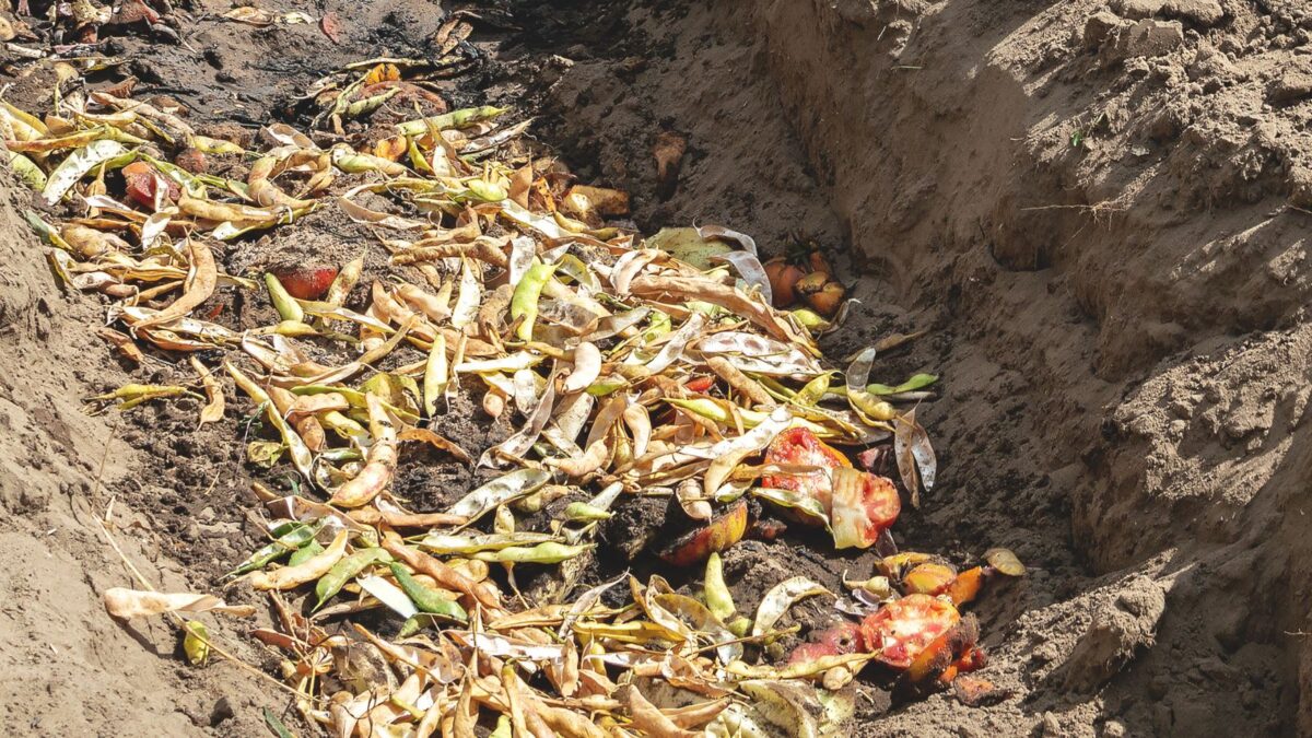 Food scraps in a composting trench. 