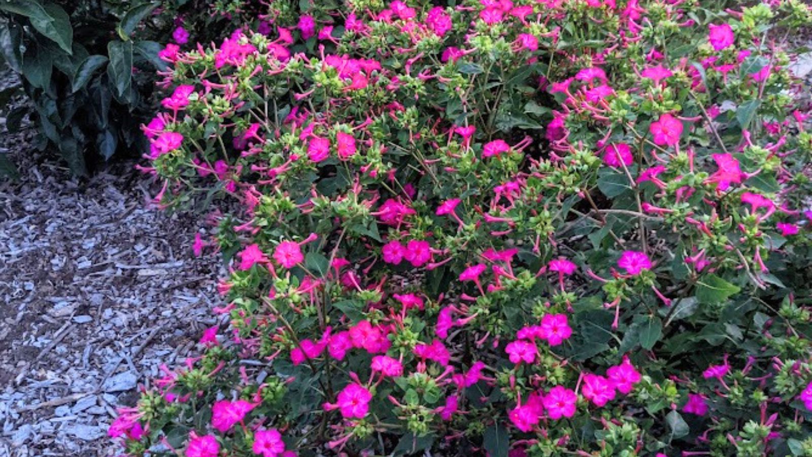 Four o'clock flowers.