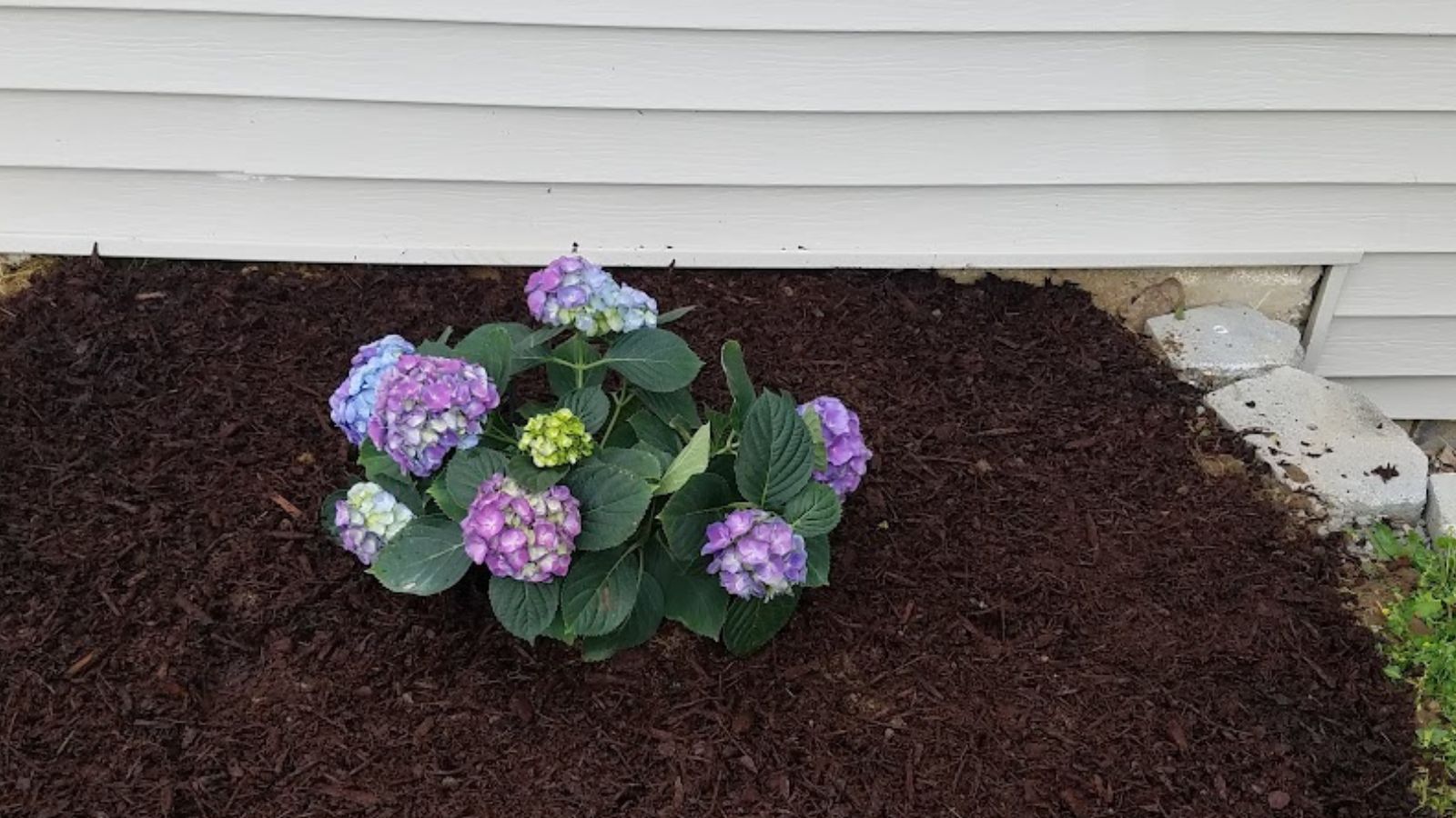 Freshly mulched hydrangea plant.