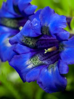 gentiana true blue flowers.