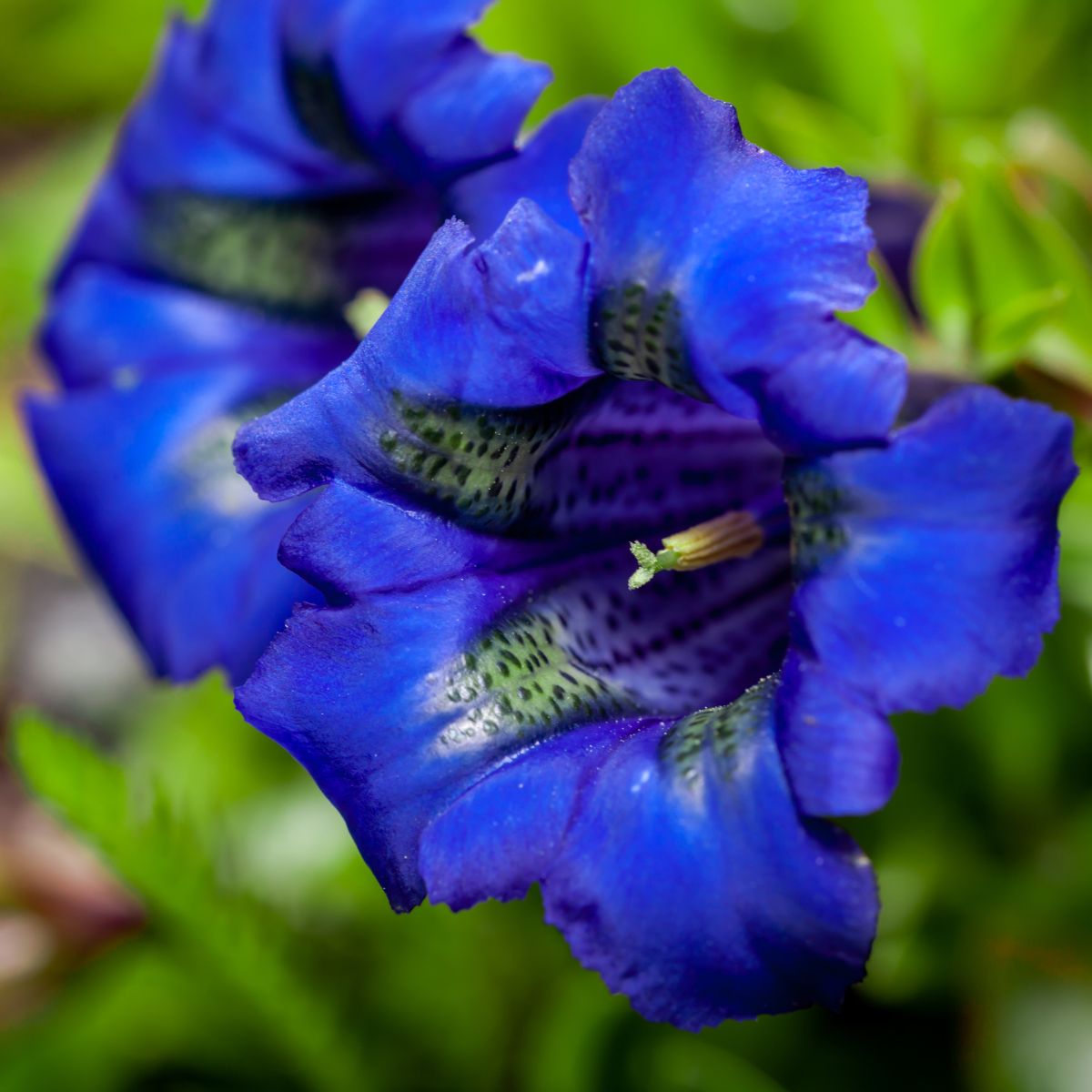 gentiana true blue flowers.