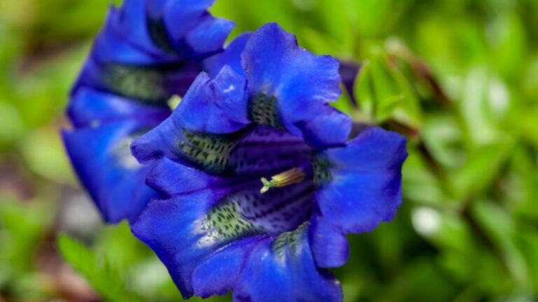 gentiana-true-blue-flower