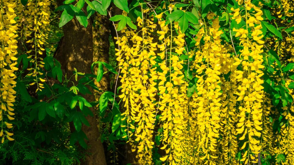 golden chain tree.