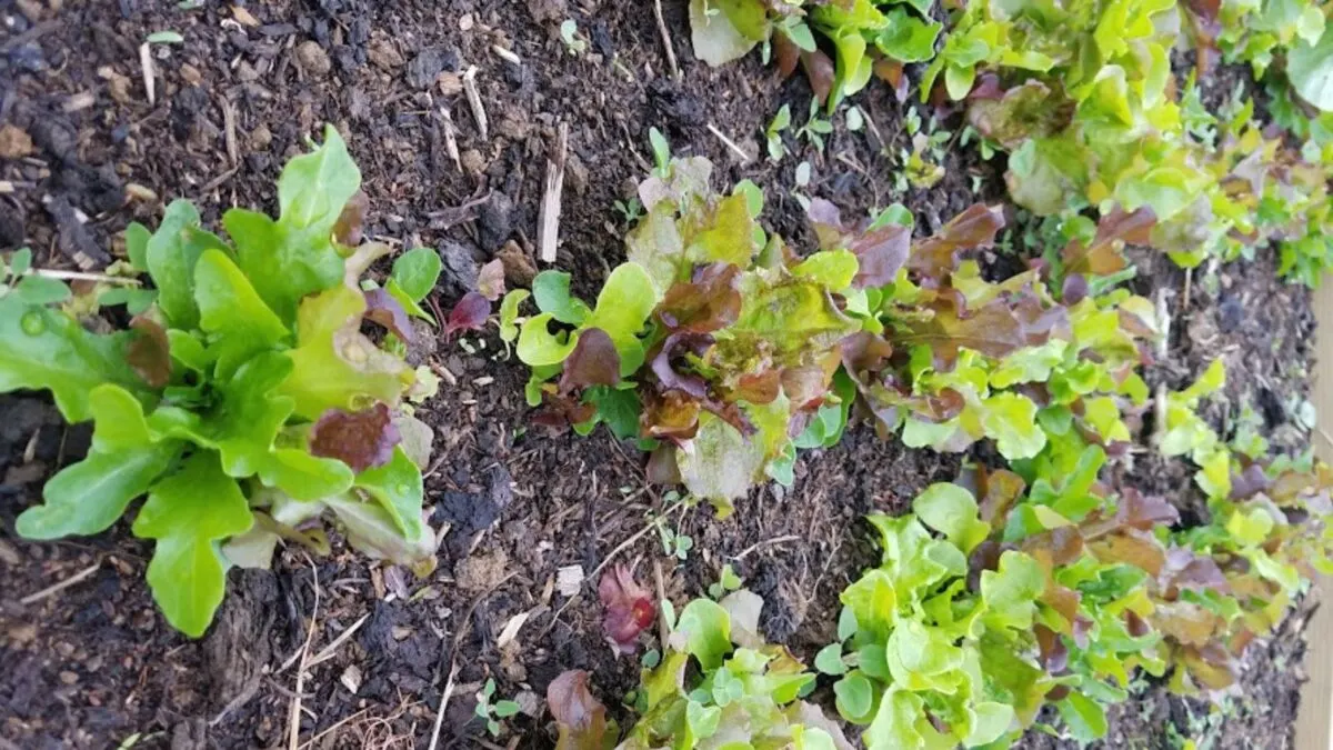 green and purple lettuce in a raised bed.