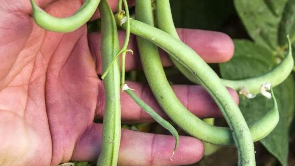 a hand holing green beans. 