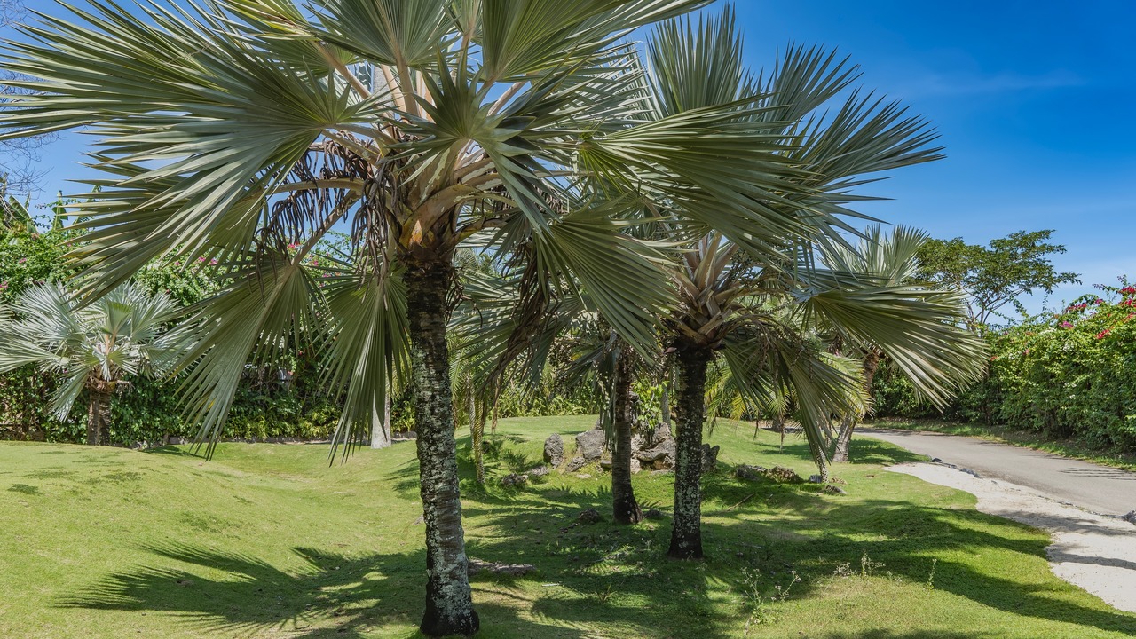 Fan palm trees grow on a green lawn. The spreading leaves of the crowns against the blue sky.