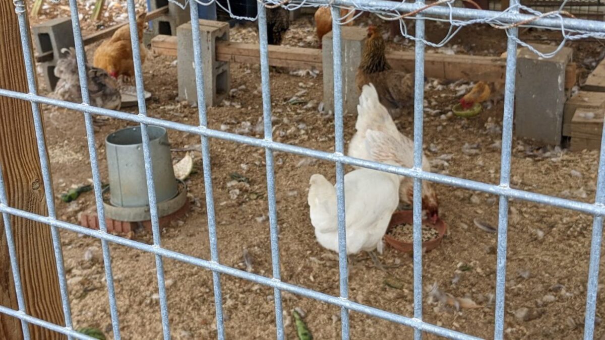 strong hardware cloth fence around the chicken run.