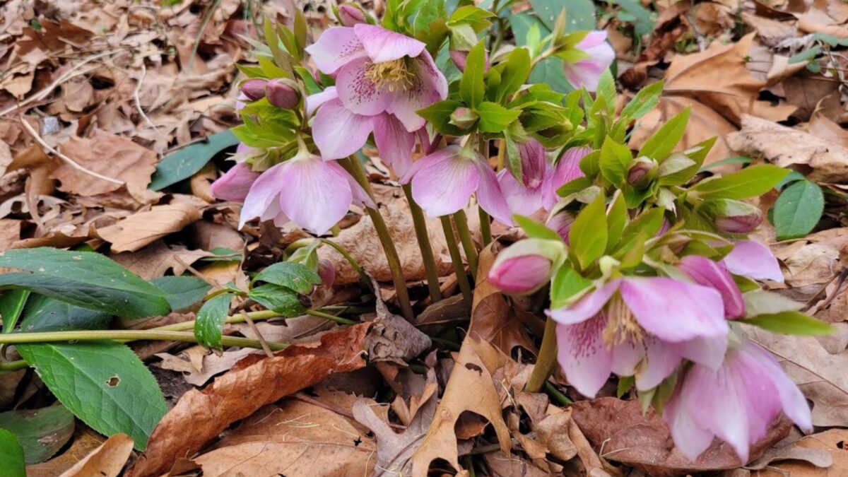 pink hellebore flowers.