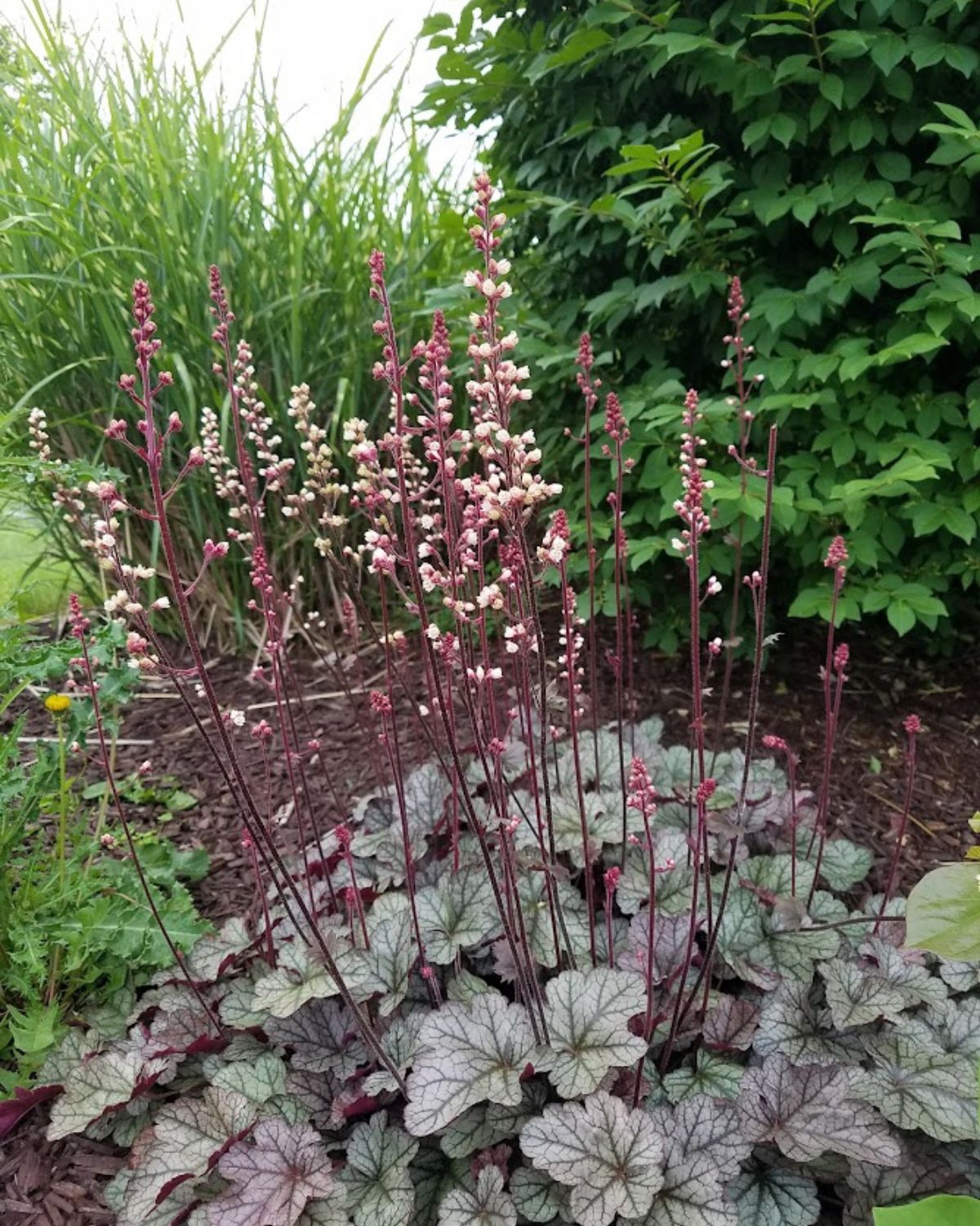 blooming coral bells.