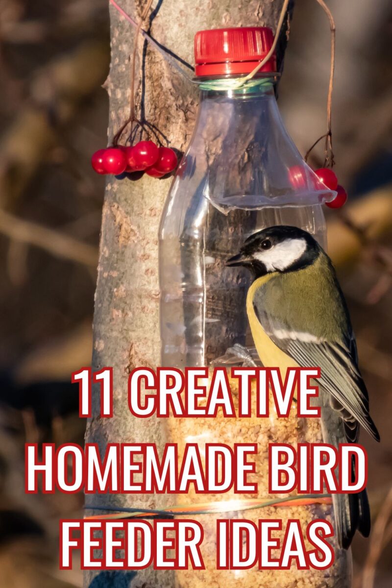 Image showcasing 11 Creative Homemade Bird Feeder Ideas For Your Garden