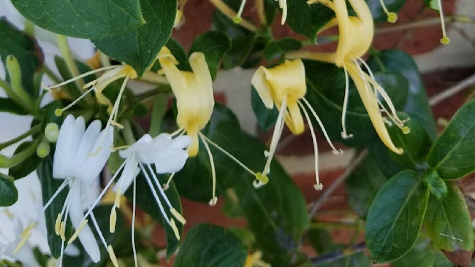 honeysuckle flowers