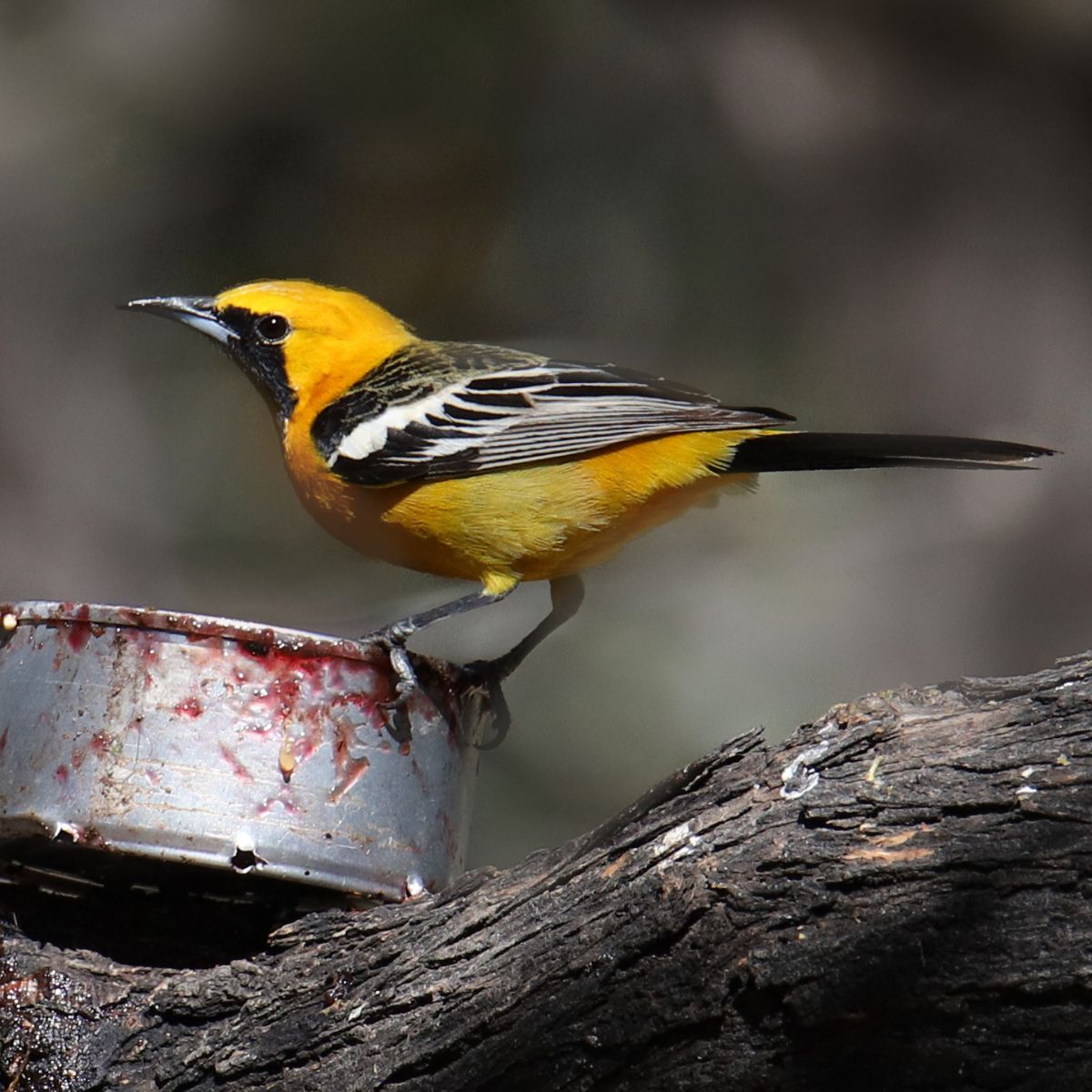 hooded oriole sitting on a jelly tin.