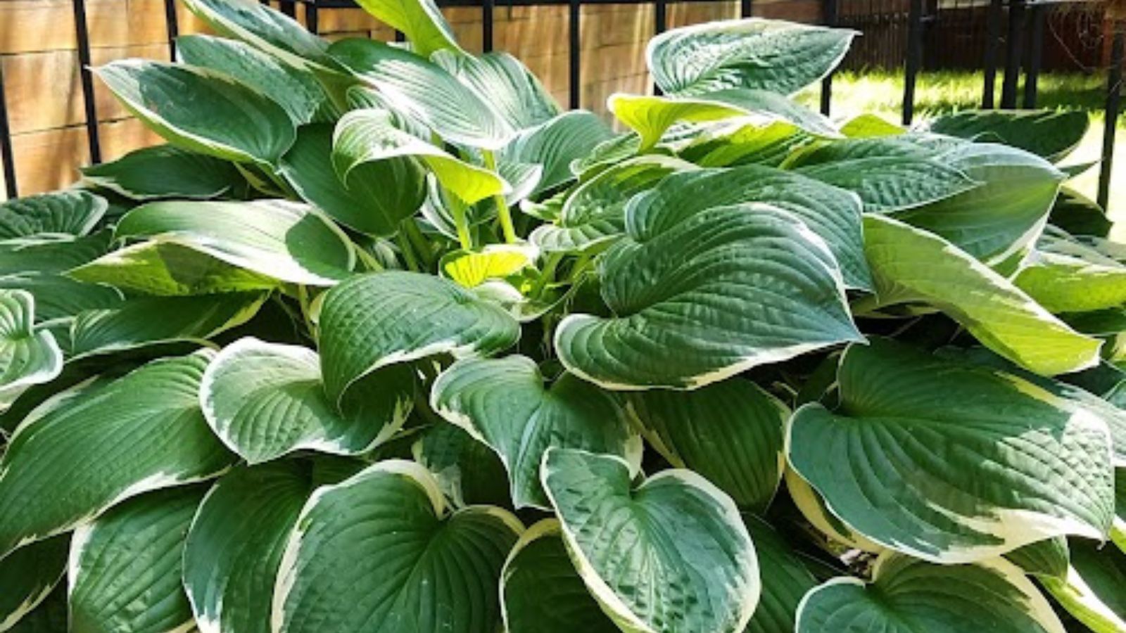 large hosta plant.