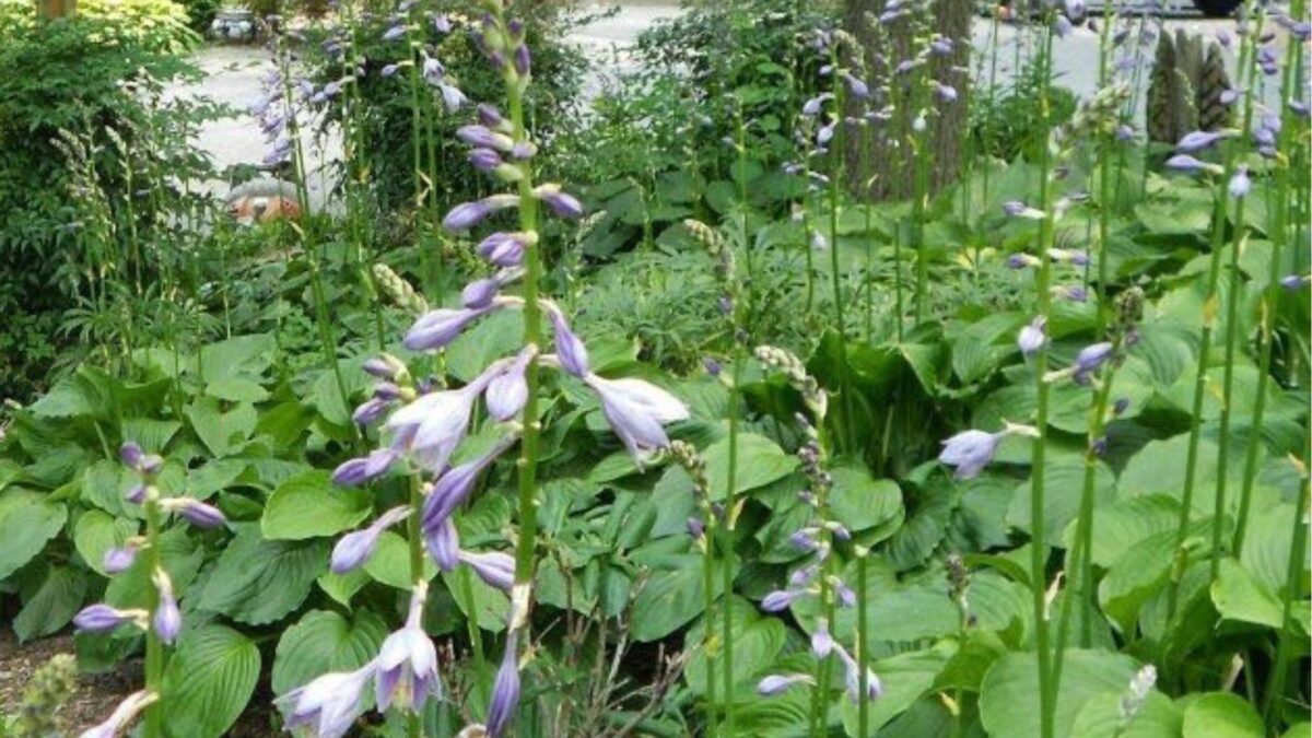 light purple hosta flowers.